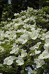 Eddie's White Wonder Flowering Dogwood (Cornus 'Eddie's White Wonder') at Lakeshore Garden Centres