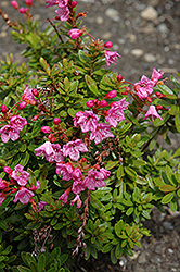 Coppelia Phylliopsis (Phylliopsis 'Coppelia') at Lakeshore Garden Centres