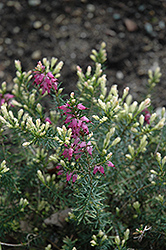 Ghost Hills Heath (Erica x darleyensis 'Ghost Hills') at Lakeshore Garden Centres