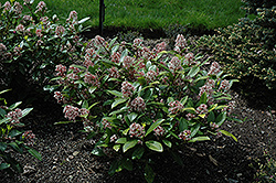 Rubella Japanese Skimmia (Skimmia japonica 'Rubella') at Lakeshore Garden Centres