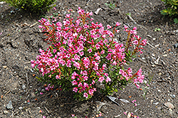 Coppelia Phylliopsis (Phylliopsis 'Coppelia') at Lakeshore Garden Centres