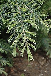 Bush's Electra Deodar Cedar (Cedrus deodara 'Bush's Electra') at Lakeshore Garden Centres