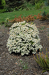 Prelude Japanese Pieris (Pieris japonica 'Prelude') at Lakeshore Garden Centres