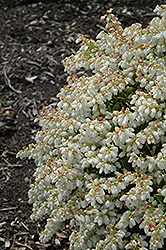 Prelude Japanese Pieris (Pieris japonica 'Prelude') at Lakeshore Garden Centres