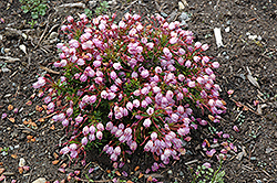 Sugar Plum Phylliopsis (Phylliopsis 'Sugar Plum') at Lakeshore Garden Centres