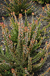 Ruby Sprinkles Heather (Calluna vulgaris 'Ruby Sprinkles') at Lakeshore Garden Centres