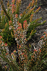 Ruby Sprinkles Heather (Calluna vulgaris 'Ruby Sprinkles') at Lakeshore Garden Centres