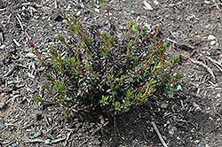 Amelie Irish Heath (Daboecia cantabrica 'Amelie') at Lakeshore Garden Centres