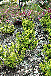 Zeta Heather (Calluna vulgaris 'Zeta') at Lakeshore Garden Centres