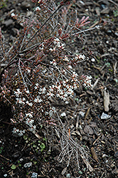 Mountain Heath (Acrothamnus colensoi) at Lakeshore Garden Centres