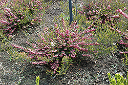 Winter Treasure Heath (Erica x darleyensis 'Winter Treasure') at Lakeshore Garden Centres