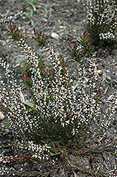 Suzanne Heather (Calluna vulgaris 'Suzanne') at Lakeshore Garden Centres