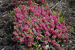Tanja Heath (Erica carnea 'Tanja') at Lakeshore Garden Centres