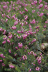 Ann Sparkes Heath (Erica carnea 'Ann Sparkes') at Lakeshore Garden Centres