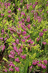 Myretoun Ruby Heath (Erica carnea 'Myretoun Ruby') at Lakeshore Garden Centres