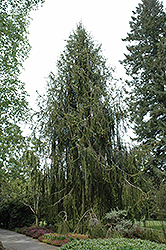Snake Branch Spruce (Picea abies 'Virgata') at Lakeshore Garden Centres