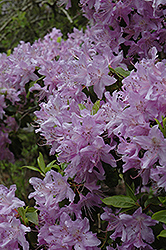 Yunnan Rhododendron (Rhododendron yunnanense) at Lakeshore Garden Centres