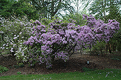 Yunnan Rhododendron (Rhododendron yunnanense) at Lakeshore Garden Centres