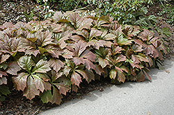 Rodgersia (Rodgersia podophylla) at Lakeshore Garden Centres