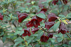 Sanguineum Rhododendron (Rhododendron sanguineum) at Lakeshore Garden Centres