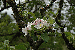 Scarlet Pippin Apple (Malus 'Scarlet Pippin') at Lakeshore Garden Centres