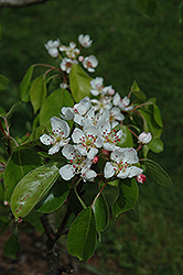Red Morettini Pear (Pyrus communis 'Red Morettini') at Lakeshore Garden Centres