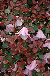 Dormouse Rhododendron (Rhododendron 'Dormouse') at Lakeshore Garden Centres