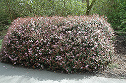 William's Rhododendron (Rhododendron williamsianum) at Lakeshore Garden Centres