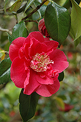 President Lincoln Camellia (Camellia japonica 'President Lincoln') at Lakeshore Garden Centres