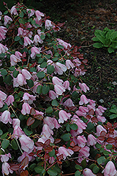 William's Rhododendron (Rhododendron williamsianum) at Lakeshore Garden Centres