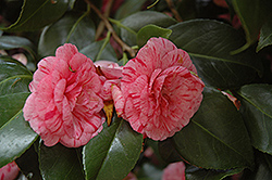 Comte de Gomer Camellia (Camellia japonica 'Comte de Gomer') at Lakeshore Garden Centres