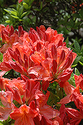 Japanese Azalea (Rhododendron molle ssp. japonicum) at Lakeshore Garden Centres