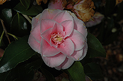 Magnolia-flowered Camellia (Camellia japonica 'Magnoliaeflora') at Lakeshore Garden Centres