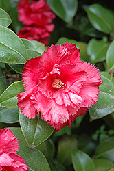 Fred Sander Camellia (Camellia japonica 'Fred Sander') at Lakeshore Garden Centres