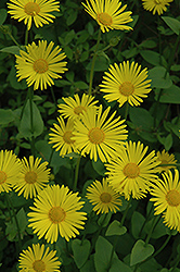 Heart-leaved Leopard's Bane (Doronicum columnae) at Lakeshore Garden Centres