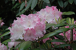 Harold Johnson Rhododendron (Rhododendron 'Harold Johnson') at Lakeshore Garden Centres