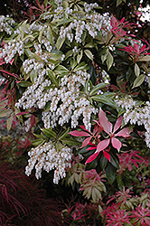 Valley Fire Japanese Pieris (Pieris japonica 'Valley Fire') at Lakeshore Garden Centres