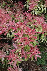Valley Fire Japanese Pieris (Pieris japonica 'Valley Fire') at Lakeshore Garden Centres