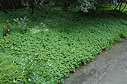 White European Liverleaf (Hepatica nobilis 'Alba') at Lakeshore Garden Centres