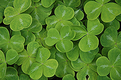 White European Liverleaf (Hepatica nobilis 'Alba') at Lakeshore Garden Centres
