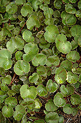 Harvest Moon Strawberry Begonia (Saxifraga stolonifera 'Harvest Moon') at Lakeshore Garden Centres