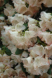 Ladybird Rhododendron (Rhododendron 'Ladybird') at Lakeshore Garden Centres