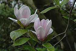 Verbanica Saucer Magnolia (Magnolia x soulangeana 'Verbanica') at Lakeshore Garden Centres