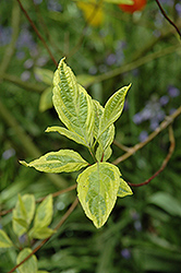 Spaethii Dogwood (Cornus alba 'Spaethii') at Lakeshore Garden Centres