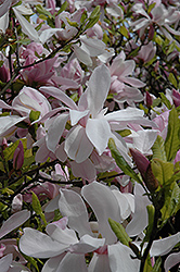 Pinkie Magnolia (Magnolia 'Pinkie') at Lakeshore Garden Centres