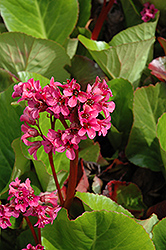 Eroica Bergenia (Bergenia 'Eroica') at Lakeshore Garden Centres