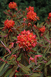 Dixter Spurge (Euphorbia griffithii 'Dixter') at Lakeshore Garden Centres