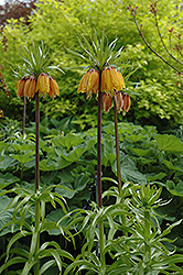Striped Beauty Fritillaria (Fritillaria imperialis 'Striped Beauty') at Lakeshore Garden Centres