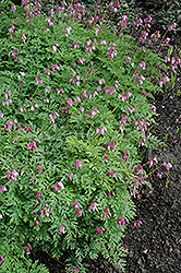 Langtrees Bleeding Heart (Dicentra 'Langtrees') at Lakeshore Garden Centres