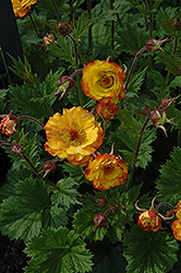 Mango Lassi Avens (Geum 'Mango Lassi') at Lakeshore Garden Centres